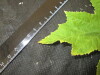 Thumbnail IMG_2060.JPG 
