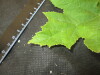 Thumbnail IMG_2061.JPG 