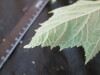 Thumbnail IMG_2062.JPG 