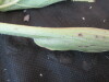 Thumbnail IMG_2063.JPG 