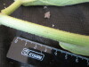 Thumbnail IMG_2064.JPG 