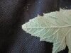 Thumbnail IMG_2065.JPG 