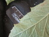 Thumbnail IMG_2066.JPG 