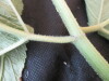 Thumbnail IMG_2067.JPG 