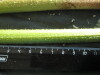 Thumbnail IMG_2068.JPG 