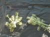 Thumbnail IMG_2071.JPG 
