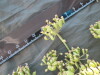 Thumbnail IMG_2073.JPG 