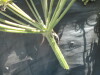 Thumbnail IMG_2074.JPG 