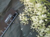 Thumbnail IMG_2075.JPG 