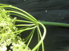 Thumbnail IMG_2076.JPG 