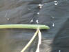 Thumbnail IMG_2077.JPG 