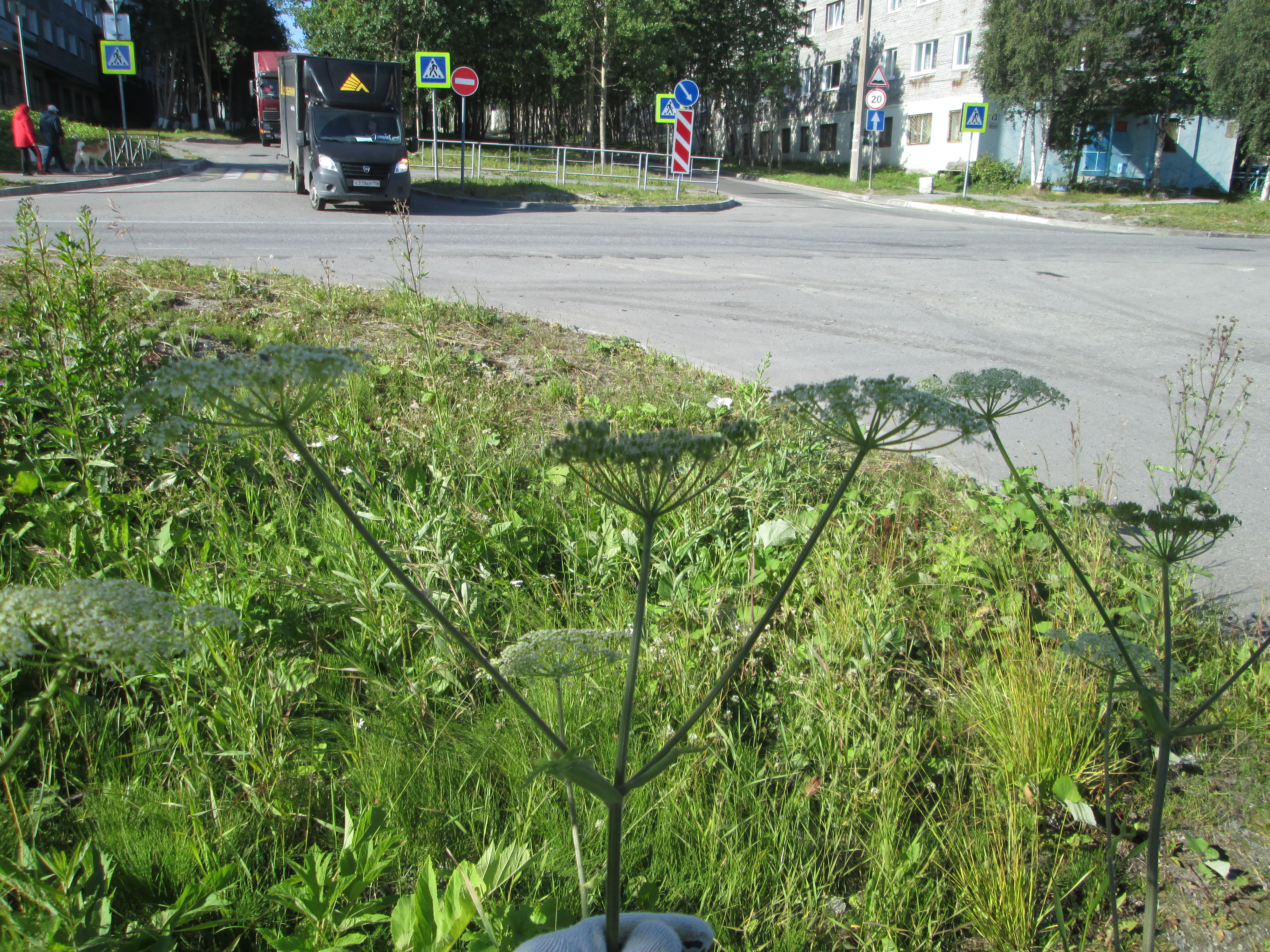 IMG_1167.JPG 