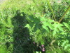 Thumbnail IMG_1178.JPG 