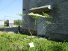 Thumbnail IMG_1179.JPG 