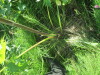 Thumbnail IMG_1183.JPG 
