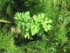 Thumbnail IMG_1184.JPG 