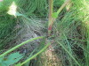 Thumbnail IMG_1185.JPG 