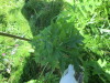 Thumbnail IMG_1186.JPG 
