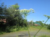 Thumbnail IMG_1190.JPG 