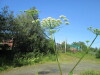 Thumbnail IMG_1191.JPG 
