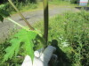 Thumbnail IMG_1193.JPG 