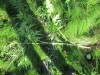 Thumbnail IMG_1197.JPG 