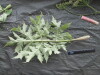 Thumbnail IMG_2241.JPG 