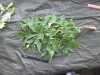 Thumbnail IMG_2242.JPG 