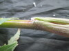 Thumbnail IMG_2243.JPG 