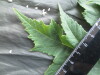 Thumbnail IMG_2244.JPG 