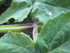 Thumbnail IMG_2245.JPG 