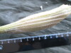Thumbnail IMG_2246.JPG 