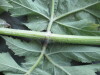 Thumbnail IMG_2247.JPG 
