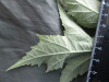 Thumbnail IMG_2248.JPG 