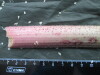 Thumbnail IMG_2250.JPG 