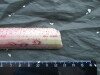 Thumbnail IMG_2251.JPG 
