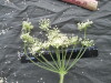 Thumbnail IMG_2253.JPG 