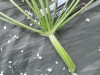 Thumbnail IMG_2254.JPG 
