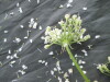 Thumbnail IMG_2255.JPG 