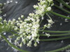 Thumbnail IMG_2256.JPG 
