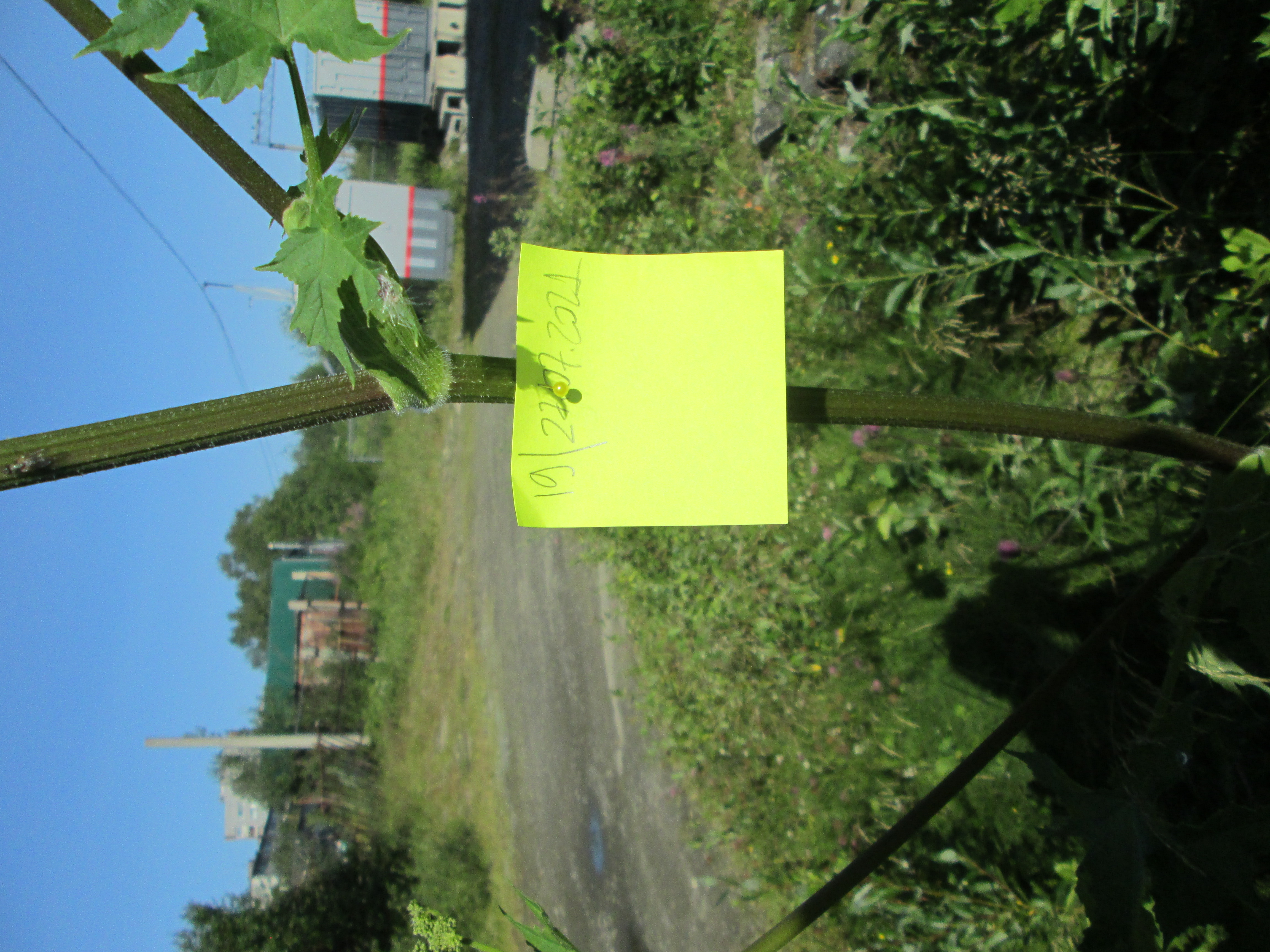 IMG_1172.JPG 