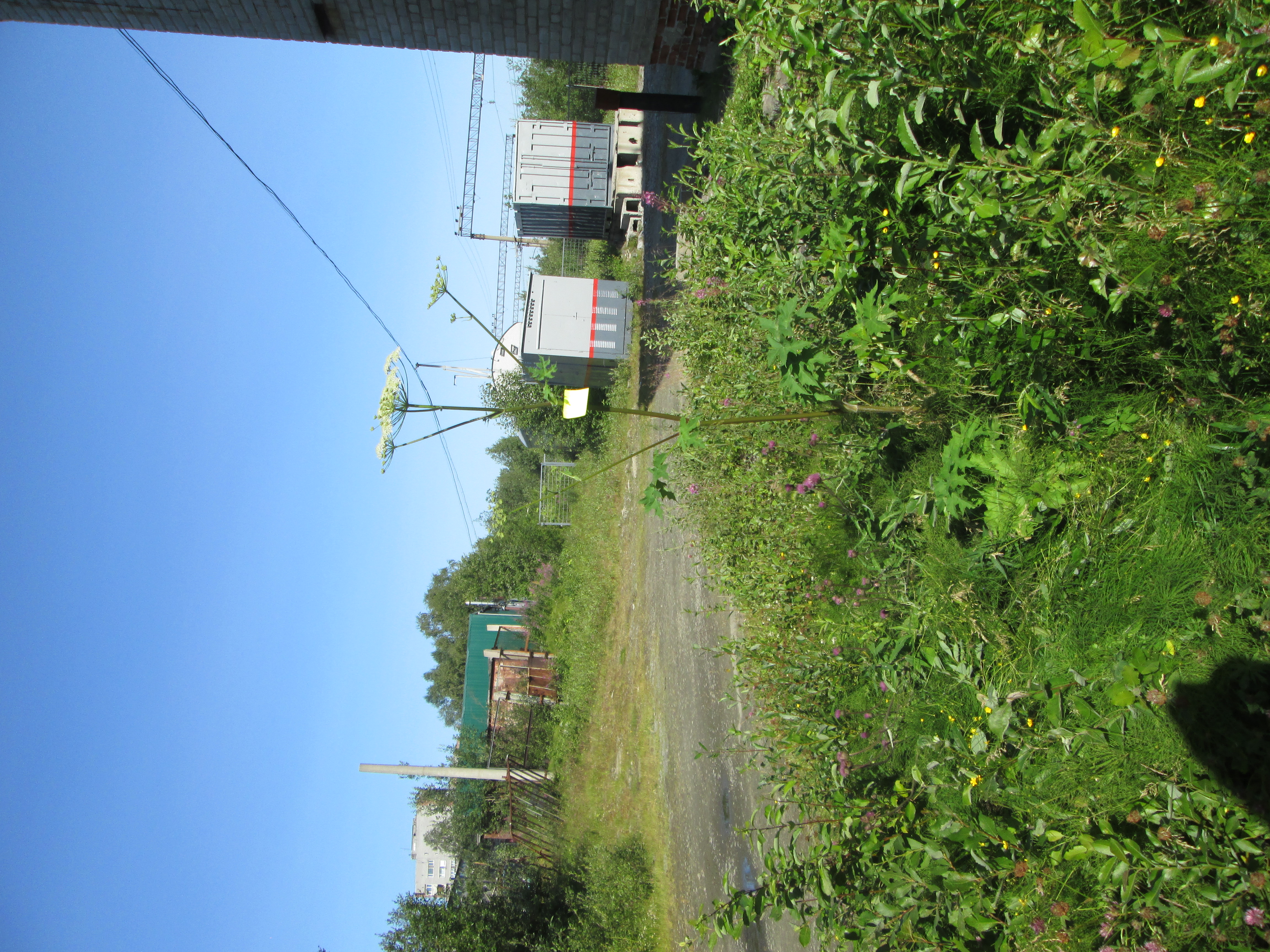 IMG_1174.JPG 