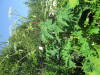 Thumbnail IMG_1201.JPG 
