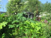 Thumbnail IMG_1202.JPG 