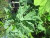 Thumbnail IMG_1203.JPG 