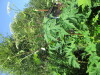 Thumbnail IMG_1204.JPG 