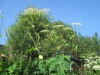 Thumbnail IMG_1205.JPG 