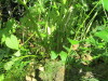 Thumbnail IMG_1206.JPG 