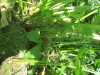 Thumbnail IMG_1207.JPG 