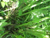 Thumbnail IMG_1208.JPG 